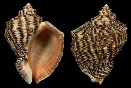 Fotoğraf 2.21: Deniz salyangozu Morfolojik Özellikleri: Vücut tek parçalı kabuktan ibaret olup, ağız kısmındaki dudak sifon seklini almıştır.