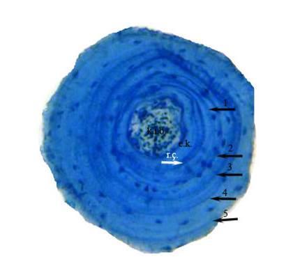 4 Biological Diversity and Conservation 11 / 2 (2018) Şekil 3. 5 yaşında dişi H. vittatus bireyine ait kemik enine kesiti. Okların her biri bir LAG a denk gelmektedir. e.k.:endosteal kemik, k.i.b.: kemik iliği boşluğu, r.