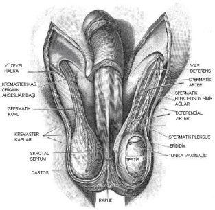 12 2.3. Testis Anatomisi Testisler, erkek üreme organlarının başlıcası olarak, skrotumda spermatik kord tarafından askıda bulunan bir çift ovoid bezdir.