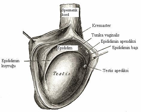 spermatik fasya ile devamlılık gösteren tunica vaginalis vardır.
