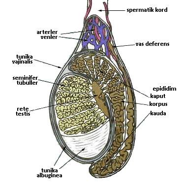 Testisin kesiti ve toplayıcı sistemi (Rete testis, Efferent kanallar, Epididim, Vas deferens)(11) Vas deferens spermatik kord yapıları içinde ilerleyerek inguinal kanaldan geçer, eksternal iliak