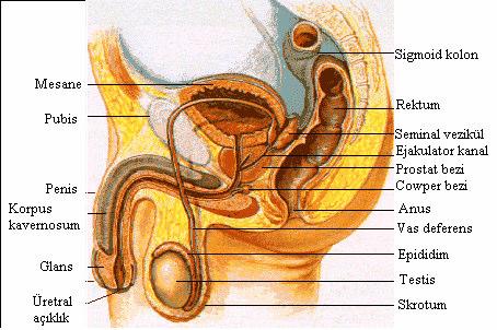 17 Moore KL: The pelvis and perineum. Clinically oriented anatomy. Şekil 5. Testis, epididim, vas deferens, seminal vezikül, prostat ve ejekülatör kanalın pelvis içindeki yerleşimi ve komşulukları.