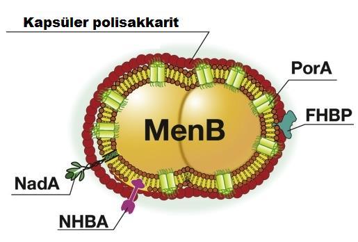 MenB Aşıları Serogrup B de bulunan dört yüzey antijeninin değişik kombinasyonları kullanılmıştır: Neisseria adhesin A (NadA), Neisserial heparin-binding antigen (NHBA) Factor H-binding protein (