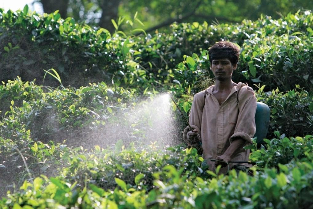 Environmental Impacts of Tea Production Loss of biodiversity Soil