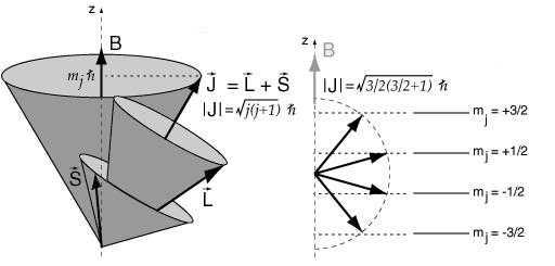 24 Şekil 4.4. Serbest elektronun H manyetik alanı içinde spin, yörünge ve toplam açısal momentum vektörleri ve toplam manyetik kuantum durumları J değeri L+S ve L-S aralığındaki değerleri alır ve