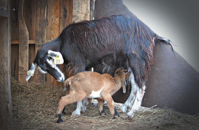 Saanen Irkı keçiler ortalama 270 gün boyunca sağılabilirler.