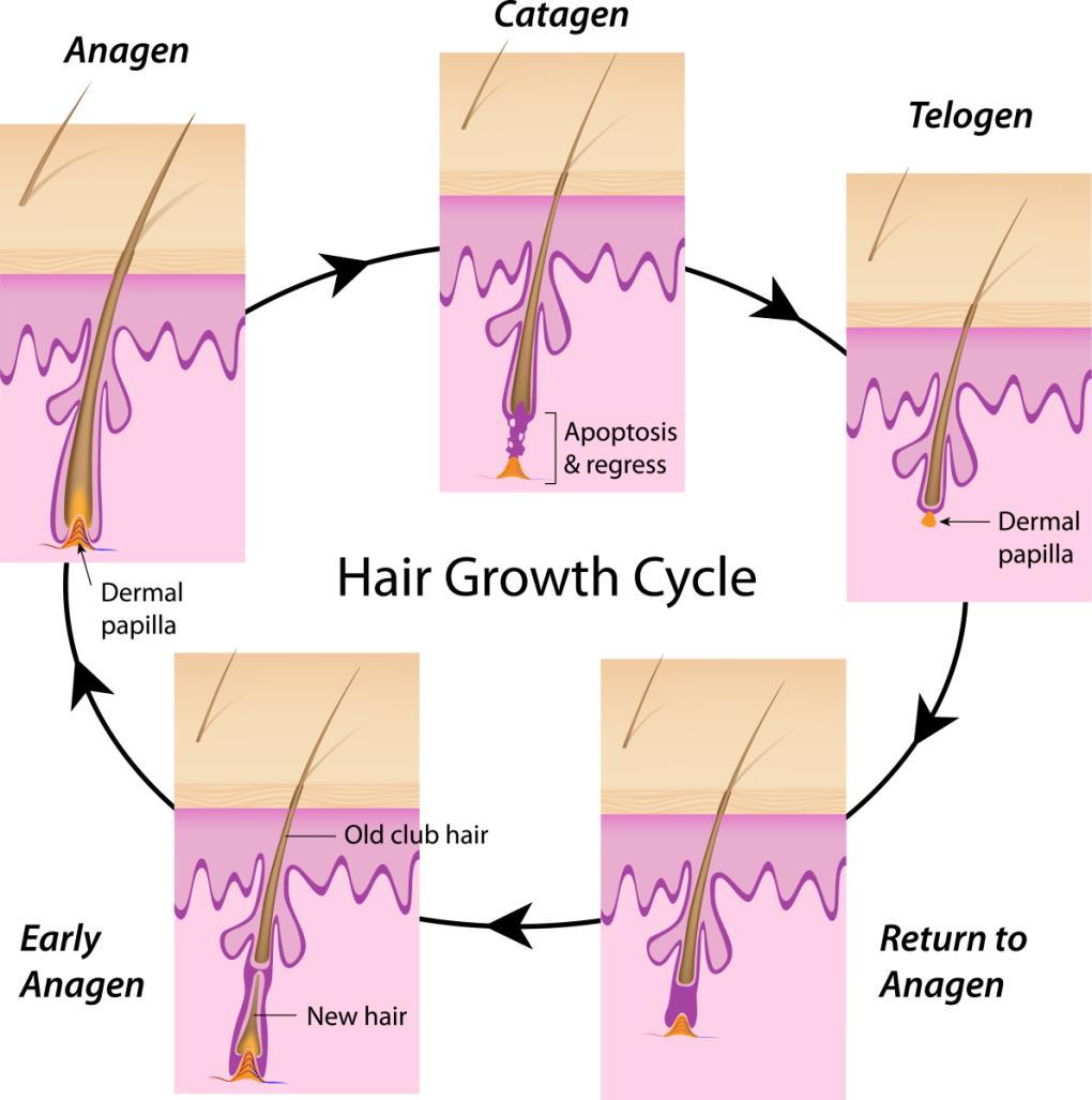 TERMINAL SAÇ VE SAÇıN BÜYÜME DÖNGÜSÜ Saçın büyüme döngüsü, birbirini