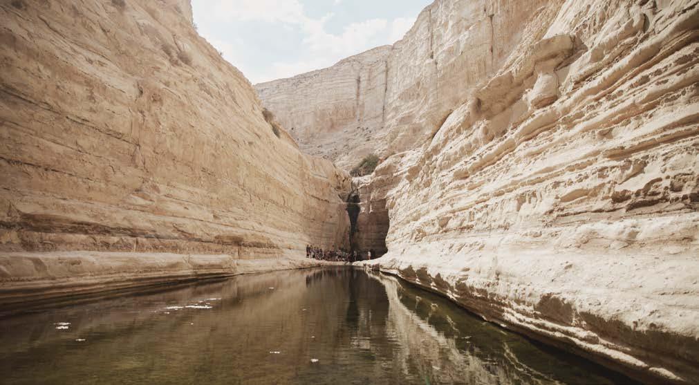 kanyon meşe canyon oak Şartlar ne olursa olsun, Meşe duruşundan asla ödün vermeyen doğal bir anıt