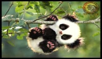 PARMAK OYUNU: Ellerim isimli parmak oyununu oynuyoruz. KAVRAM ÇALIŞMASI: Üçgen kavramını çalışıyoruz. AYIN HAYVANI: Panda ile ilgili bilgiler ediniyoruz. OYUN ETKİNLİĞİ: bowling oynuyoruz.