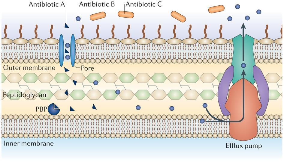 Antibiyotik A Antibiyotik B Antibiyotik C Dış Zar Por Peptidoglikan İç Zar Efluks Pompa Şekil 2.1 Enterokoklarda doğal dirençlilik mekanizması (Blair vd. 2015)
