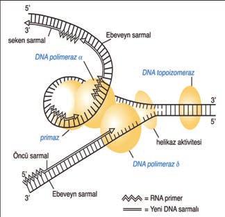 Diş Hekimliği Temel Bilimler / D 10-3 38 B RNA primaz (primaz), replikasyonda ilk olarak küçük bir RNA parçacığı sentezlemekte ardında da, DNA polimeraz buraya oturarak DNA sentezini 5 --- 3 yönünde