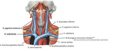 Diş Hekimliği Temel Bilimler / D 10-3 3 B Pharynx kafa tabanı ile 6. Servikal vertebra arasındadır (15 cm). - Nasopharynx: Duyusunu n. maxillaris alır. - Oropharynx: Duyusunu n. glossopharyngeus alır.