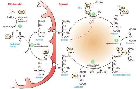 Sitoplazma Asetil KoA karboksilaz 19 C Kolesterol sentezi sitoplazmada gerçekleşir ve kontrol enzimi HMG-KoA Redüktazdır. 20. Aşağıda verilen şekerlerden hangisi redüktan özellik göstermez?