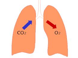 TANIM Solunum sisteminin gaz değişimi fonksiyonlarından (oksijenasyon & CO 2