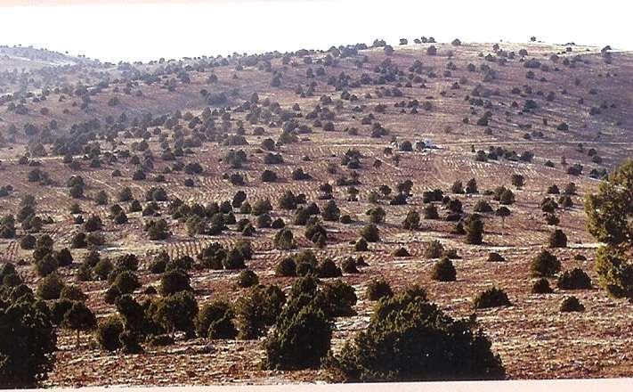 Bozuk ardıç ormanları ile Çz