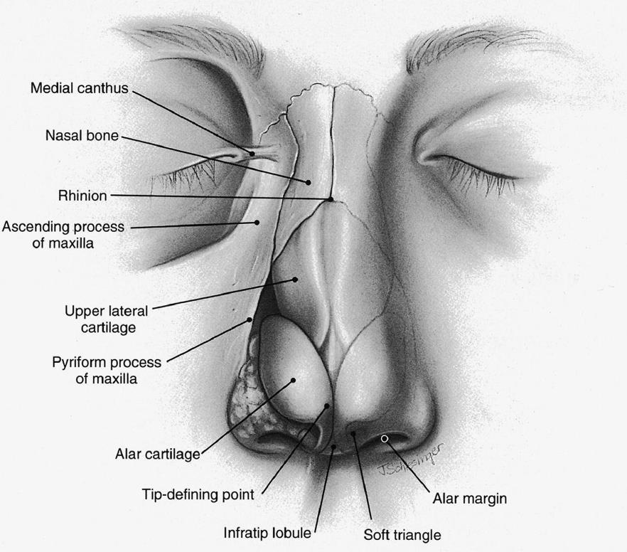 2.4.1.b. Osseokartilajinöz çatı anatomisi Resim 5. Osseokartilajinöz çatı anatomisi (Oneal RM, Beil RJ. Surgical anatomy of the nose. Clin Plast Surg.