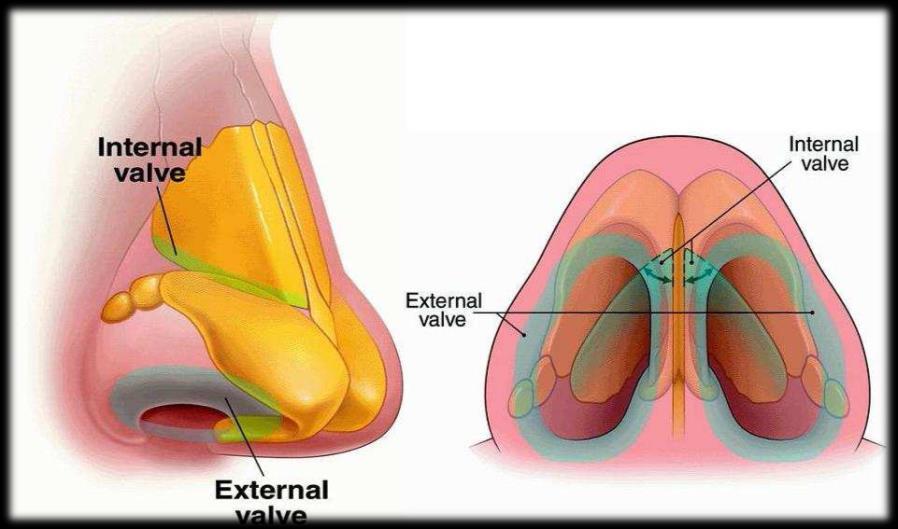 kartilajların lateral kruslarının kaudal kenarları, bu bölgedeki alar yumuşak doku, membranöz septum ve nostril kenarlarının oluşturduğu açısal alandır (18, 22).