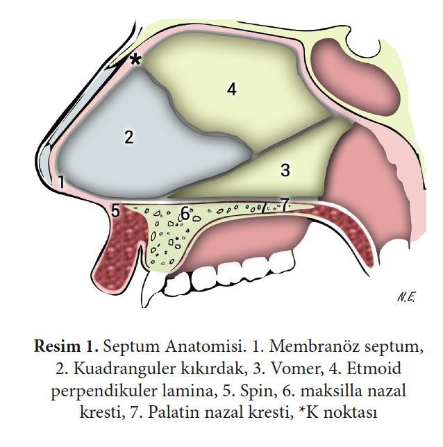 Septumun (medial nazal duvar) ana komponentleri, septal kıkırdak, etmoid kemiğin perpendiküler laminası ve vomerdir.