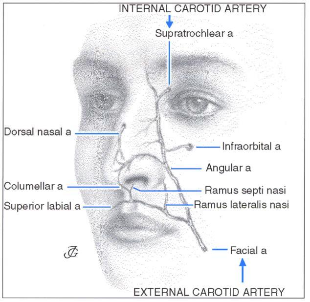 2.4.3. Burnun kanlanması 2.4.3.a. Burnun dış kısmının kanlanması: Burnun arteryel kanlanması hem internal hem de eksternal karotid sistemden sağlanır.