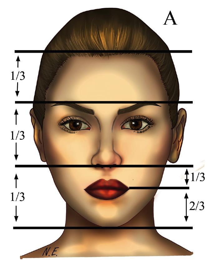 2017 ) Fasiyal analizde temel anatomik işaret noktalarının bilinmesi önemlidir. Frontal bakışta trichion, alnın üst sınırını oluşturur ve frontal saç çizgisi üzerindedir.
