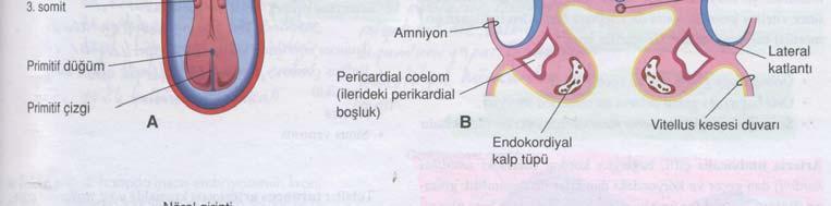 gövdenin lateral katlantıları görülüyor C.