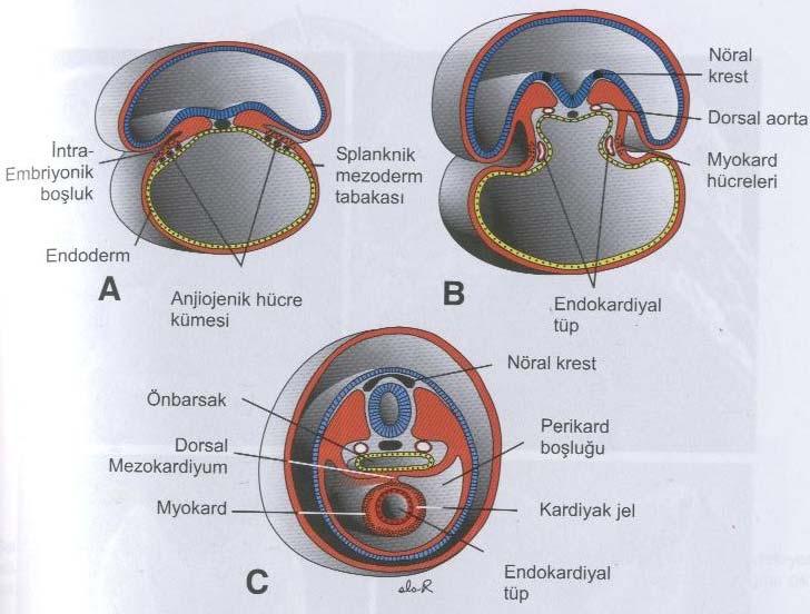 Şekil 4. Gelişimin değişik evrelerindeki embriyolarda bir çift primordiyadan tek bir kalp tüpünün oluşumunu gösteren transvers kesitler. A. 17. gün, B. 18. gün, C. 22.