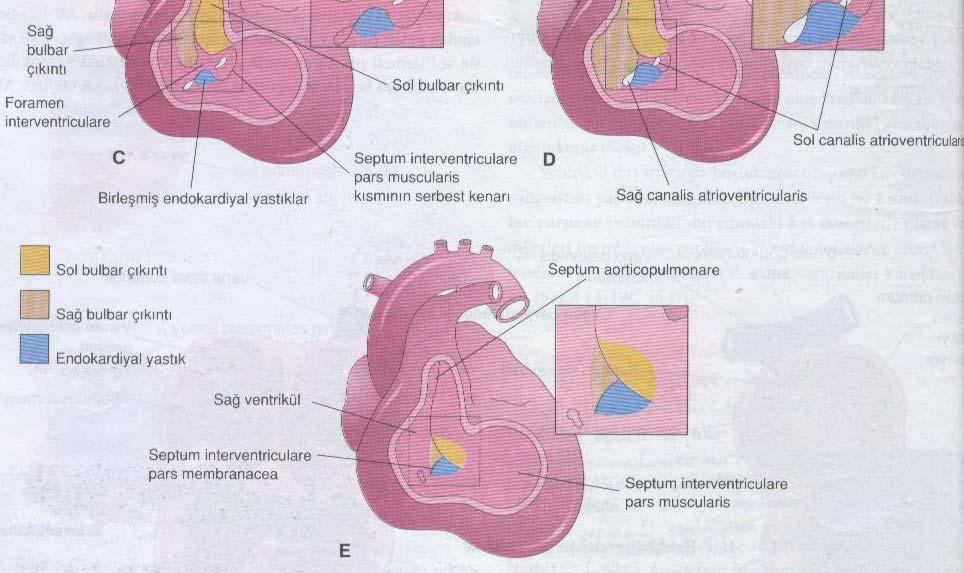 alınmıştır). Ventrikül duvarlarının oyulmasıyla kas demetlerinden bir ağ meydana gelir.