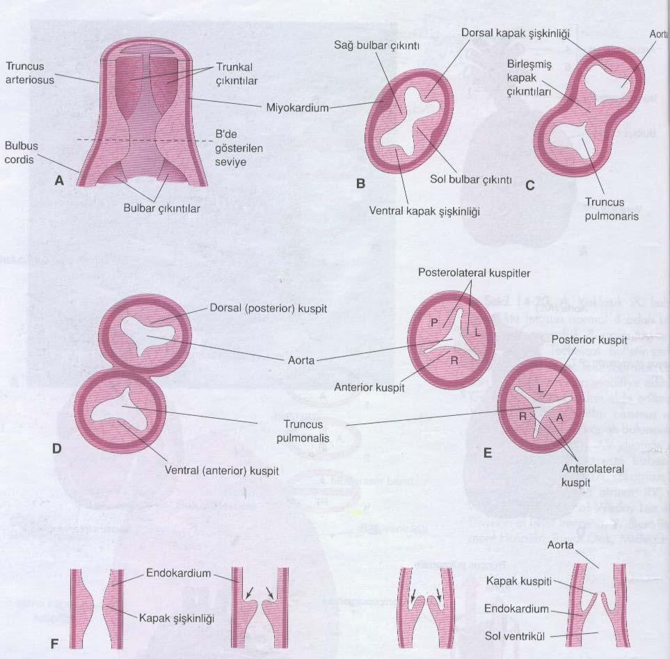Aort ve pulmoner turunkus delikleri etrafında semilunar kapaklar meydana gelir. Semilunar kapakların gelişimi 9.