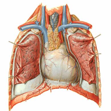 2.3. Kalbin Anatomisi Kalp içi boş musküler bir organ olup, şekil olarak bir ölçüde piramide benzer ve mediastinum'da perikard içinde bulunur.