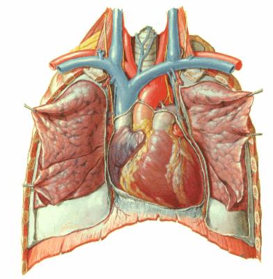 Facies sternocostalis Basis cordis Facies diaphragmatica Şekil 20. Kalbin yüzleri.