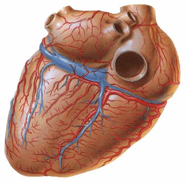 2.3.10. Kalbin Venleri Kalp duvarından gelen kanın büyük kısmı sinus coronarius yoluyla sağ atriuma drene olur (Snell 2004, Şekil 29).