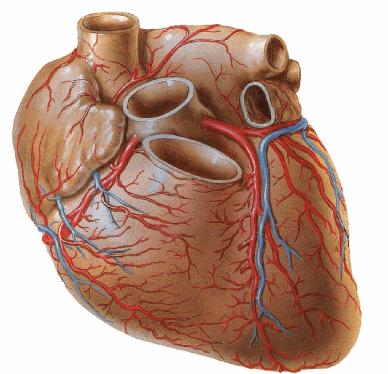 cardiaca media, sinus coronarius'a açılır. Kanın geri kalanı sağ atriuma, anterior kardiak ven ve de kalp boşlukları içıne direkt olarak açılan küçük venler yoluyla döner (Snell 2004).