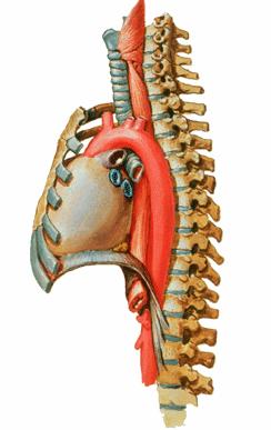 xiphoideus ile columna vertebralis in arkada en orta noktası arasındaki sagittal mesafe).