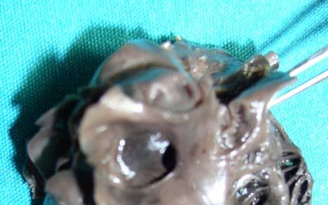 Dışarı çıkarılan kalpte yapılan atrium ve ventrikül kesilerinin ardından, for. ovale boyutları, atrium-ventrikül boyutları, kalp kapakçıkları ve kalbe girip çıkan damar boyutları ölçüldü. 4.4. For.