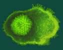 Vektör Platform lar Adenovirus CCHFV N BHV 4 CCHFV N MVA CCHFV N BHV 4'ün in vivo insanlara bulaşma potansiyeli belirsizdir ve virüs manipülasyonu için uluslararası biyogüvenlik düzenlemeleri