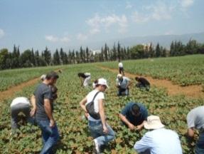 sulama, bitki besleme ve yetiştirme teknikleri, bunların bitki koruma sorunlarına etkileri gibi konuların yanı sıra saha ziyaretlerini de kapsayan eğitim 25-27 Haziran 2012