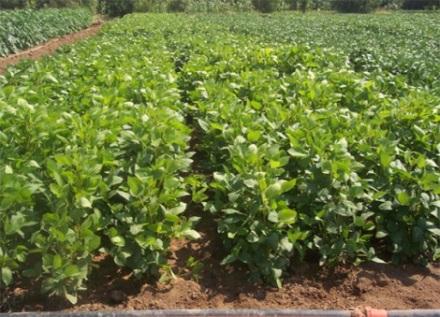 Mardin Soya Ekiminin Geliştirilmesi Projesi Proje Konusu : Mardin bölgesinde, ikinci ürün ekiminde mısıra alternatif ürün olarak soya ekiminin geliştirilmesi.