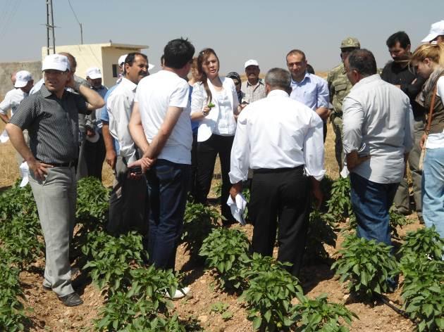 RESİM 481, 482 Gaziantep 2 Damızlık Kilis Tekesi İle Kan Tazeleme GAP TEYAP Gaziantep Proje Ekibi tarafından Kilis ili Damızlık Koyun Keçi Yetiştiricileri Birliği ve Kuzuini, Beşenli, Tamburalı,