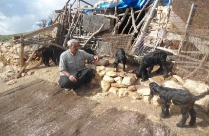 Bu durum; ekonomik nedenlerden dolayı zor günler geçiren hayvan yetiştiricilerinin yüzünü güldürmüş, çevredeki diğer yetiştiricilerin fazlasıyla dikkatini çekmiş ve doğan tüm yavrular adeta herkesin