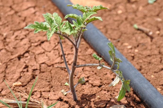 Aşağıdaki tabloda da görüleceği üzere, ülkemizde tarım yapılan arazilerin % 13.