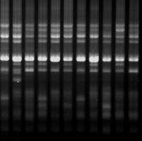 4. BULGULAR ve TARTI MA Serkan AKCAN bulgular ile benzer sonuçlar elde edilmi olup, Kaman-1 genotipinin apomiktik meyve vermedi i sonucu ortaya çıkmı tır. 4.2.
