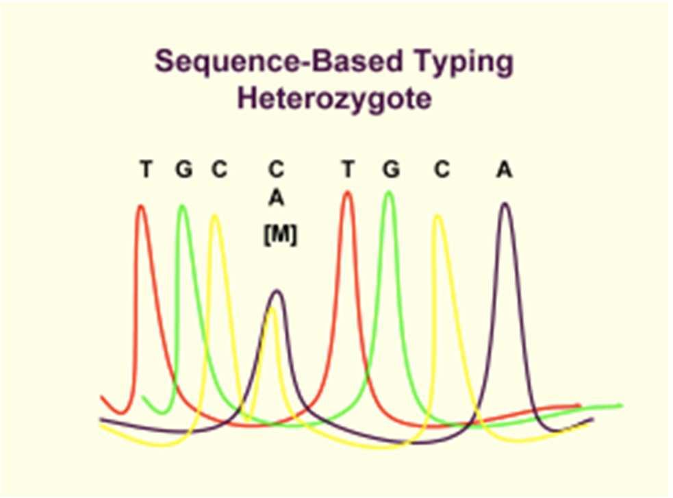 International Union of Biochemistry Nomenclature Committee (IUB) Kodları R= A ve G (purine) Y= C ve T (pyrimidine) K= G ve T