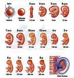 Doğum öncesi gelişim dönemi, yaşam süresindeki en hızlı gelişim dönemidir. Fetüs doğduğunda boyu ortalama 48-53 cm.