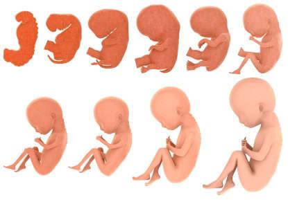 2.2.Doğum Sonrası Dönemde Fiziksel Gelişim Doğumdan sonraki ilk 4 hafta yenidoğan (neonatal) dönemi olarak adlandırılır.