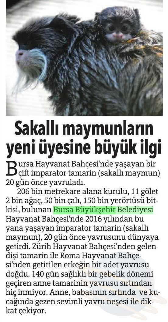 SAKALLI MAYMUNLARIN YENI ÜYESINE BÜYÜK ILGI Yayın Adı :