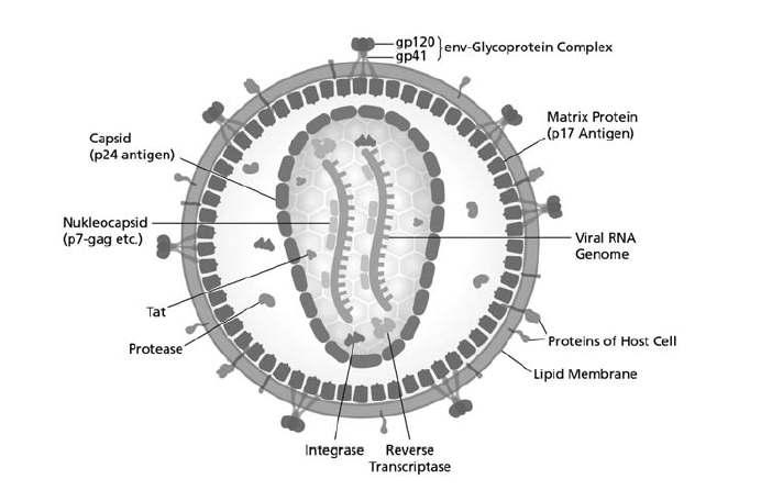 HIV