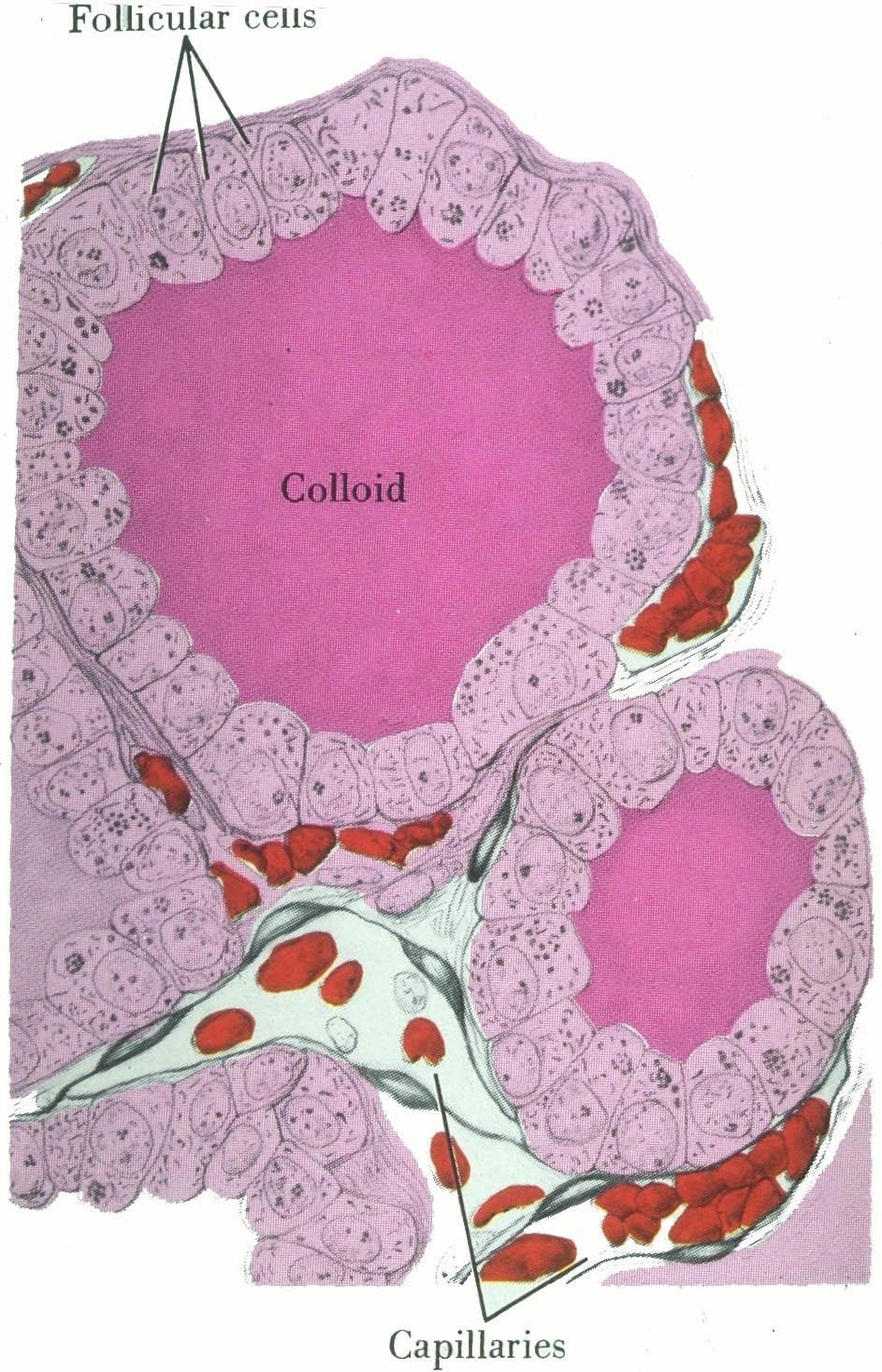 Tiroit hormonları Folikül adı verilen epitel hücreler tarafından sentezlenir, veziküllerde depolanır ve çevresindeki kapilerler