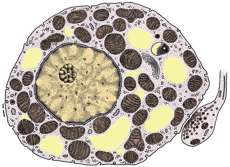 Multilocular adipose tissue.