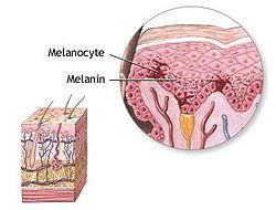 Melanositler melanin adı verilen bir pigment yaparlar. Bu deriyi ve gözü ultraviyoleden korur. https://www.google.com.tr/search?