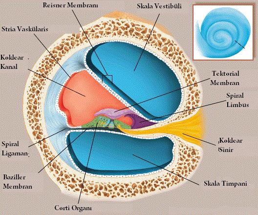 7 burada sonlanarak modiolusun tepesiyle birlikte helikotrema denen yuvarlak açıklıkta skala vestibüli ve skala timpani birleşir.